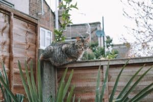 brown tabby cat sitting on a wooden fence