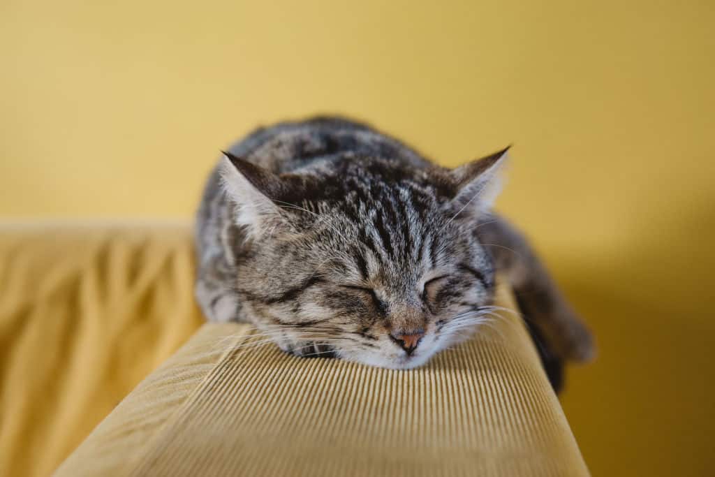 brown tabby cat sleeping in the couch side