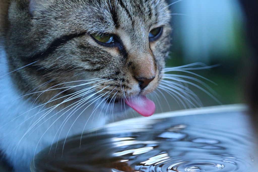 cat drinking water from a water dispenser