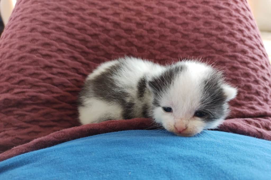 cute black and white newborn kitten lying on the lap