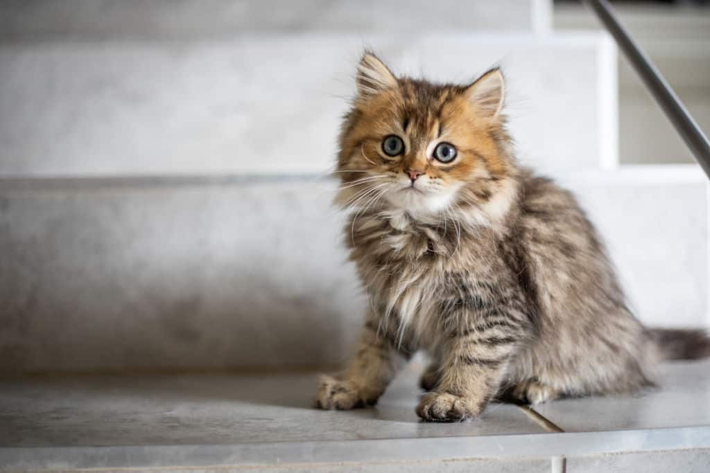 cute brown kitten standing on the floor