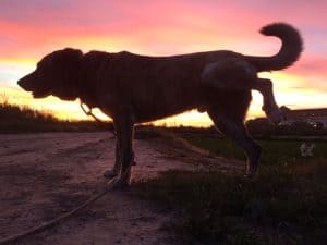 dog peeing outside in the sunset