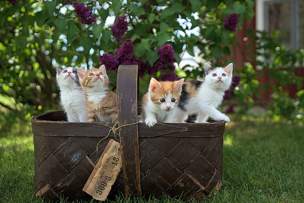 four colorful kittens in brown basket on the grass