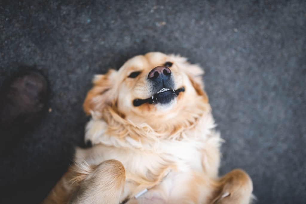 golden retriever dog lying on the ground playing