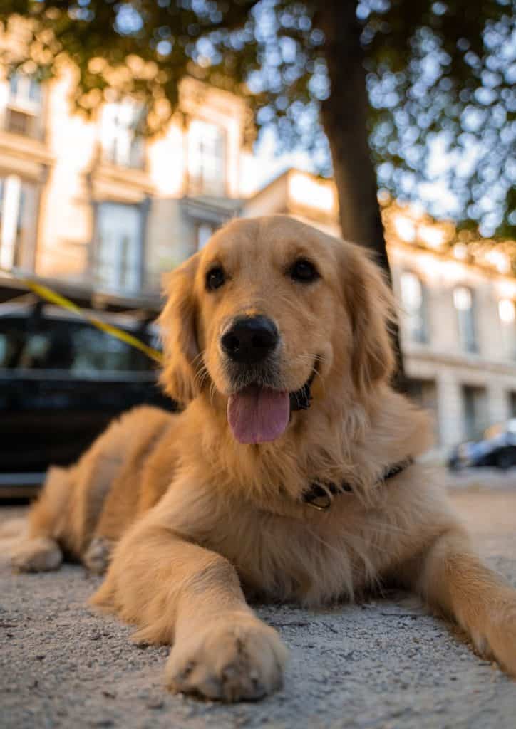 golden retriever dog sitting on the ground outside during daytime