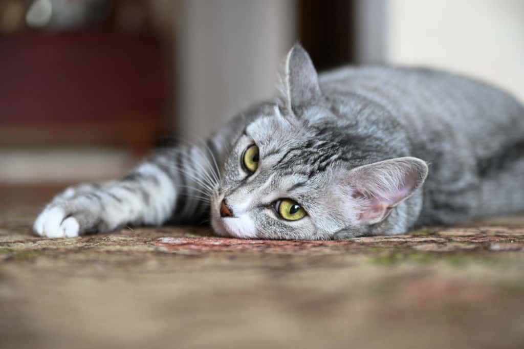 gray domestic cat lying on the floor