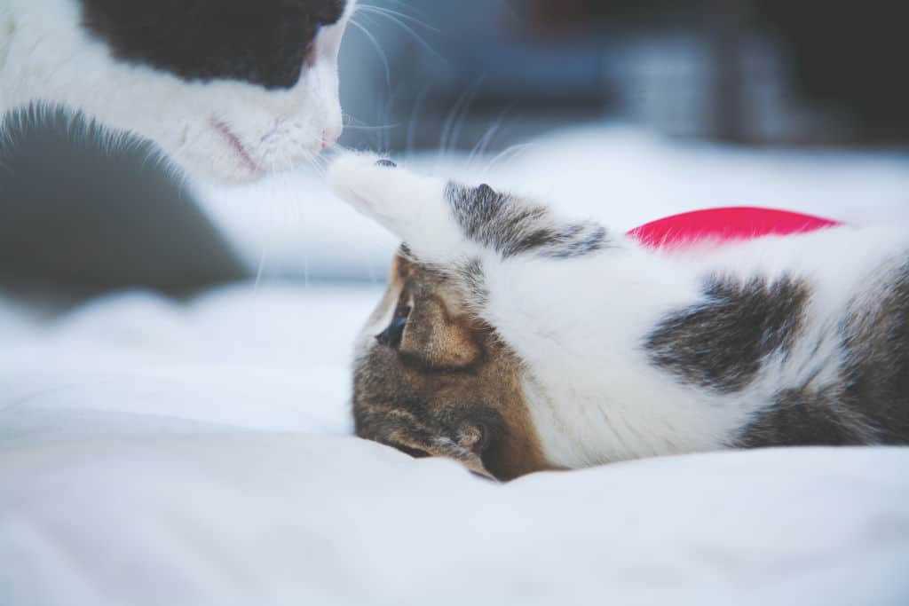 mother cat with a kitten on white bed