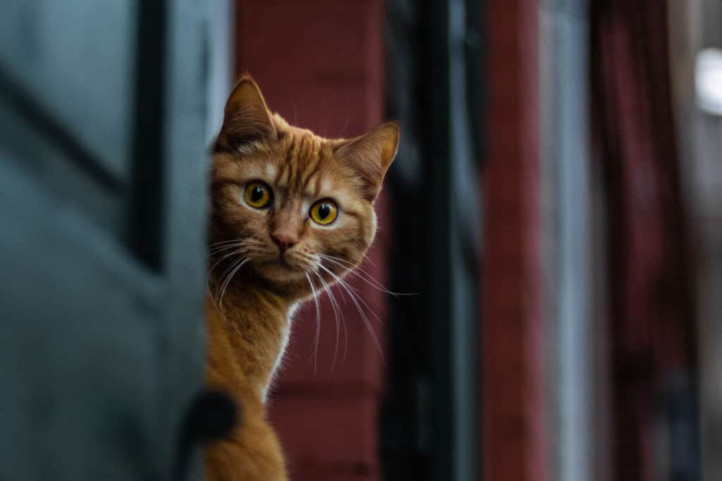 orange cat on the doorway looking outside