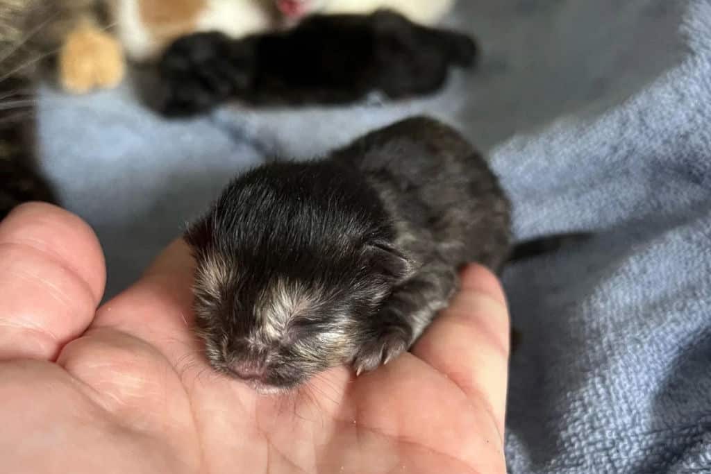 person holding a black newborn kitten in the palm