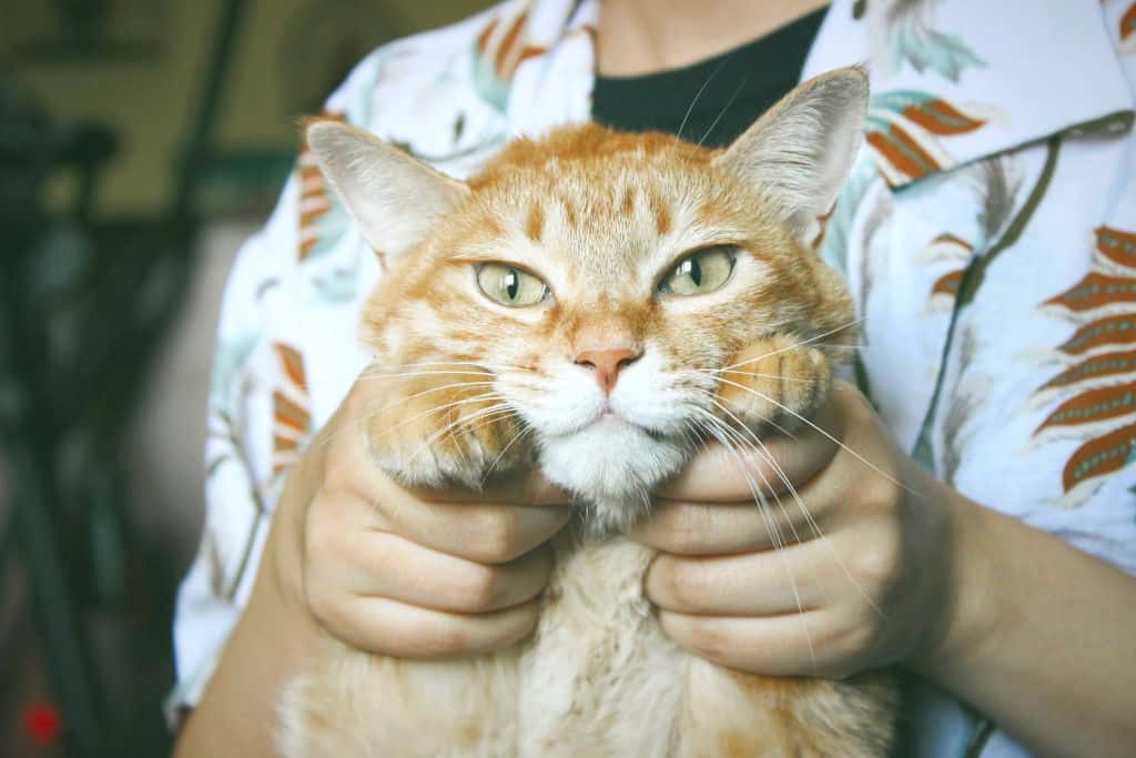 person holding orange tabby cat by paws