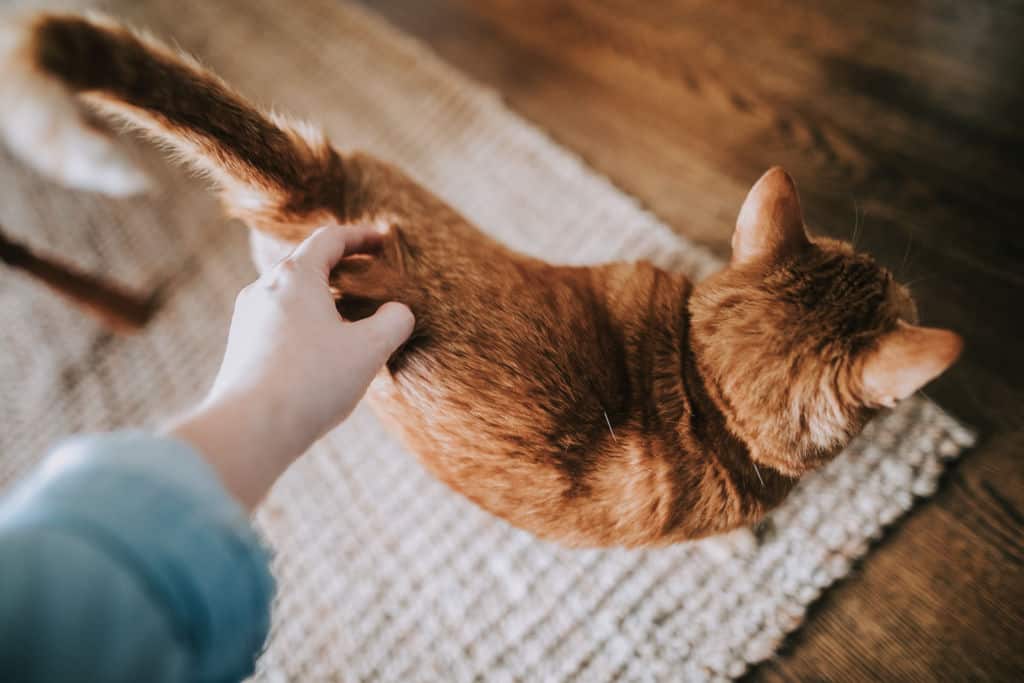 person scratching cat at the base of the tail