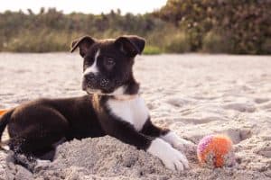 short coated black and white puppy playing in sand
