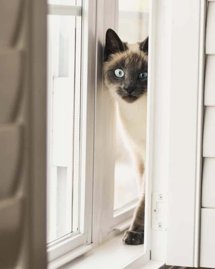 siamese cat on windowsill looking through