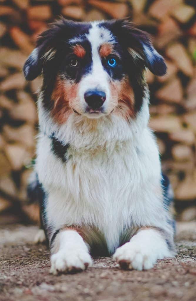 white and black australian shepherd dog lying outside_