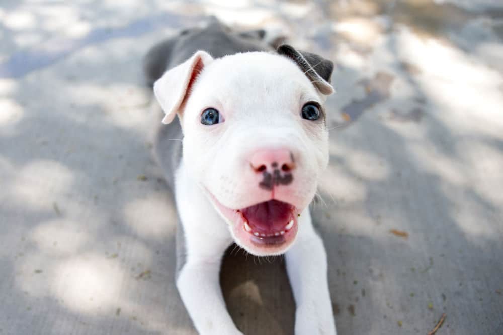 white and black happy pitbull puppy laying on concrete
