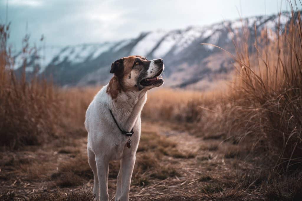 white and brown dog in high grass during daytime