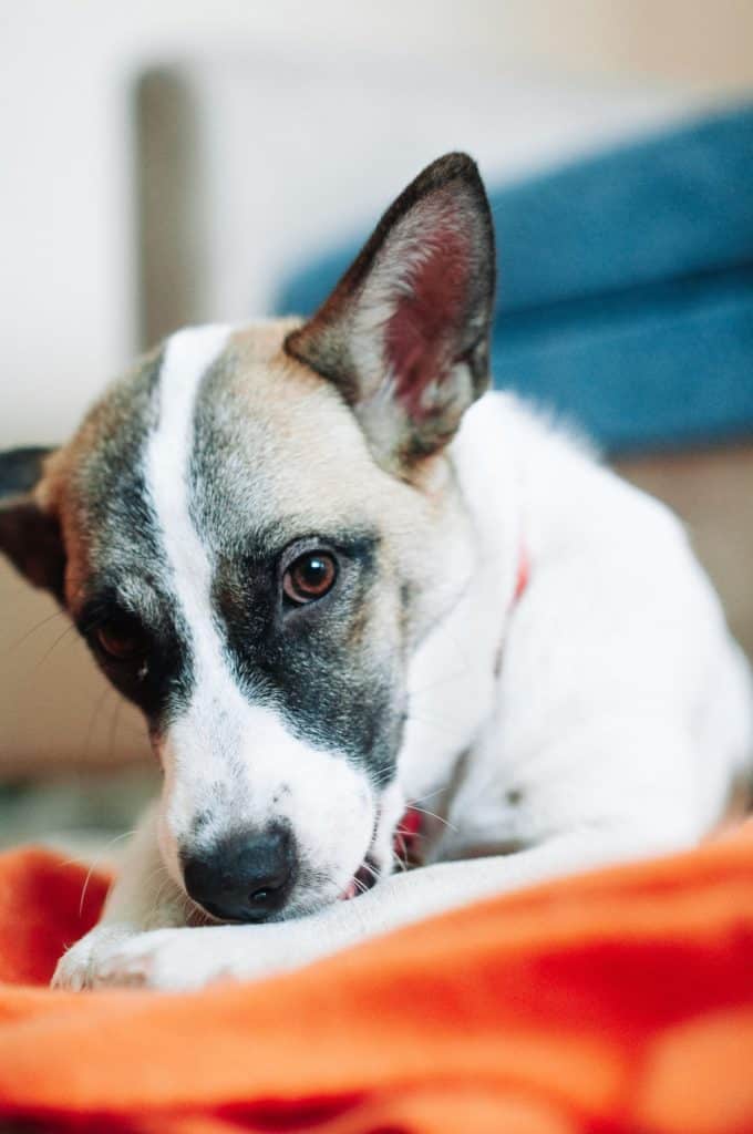 white and brown dog lying on orange textile