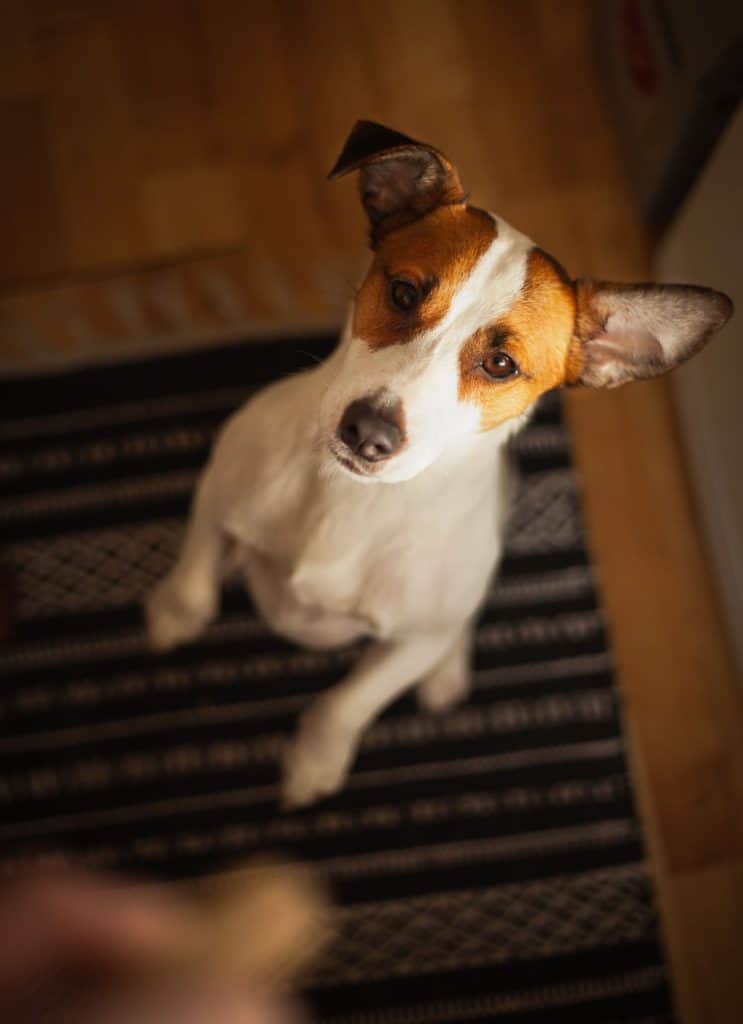 white and brown dog sitting on the ground waiting for a treat