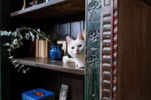 white kitten hiding on the shelf