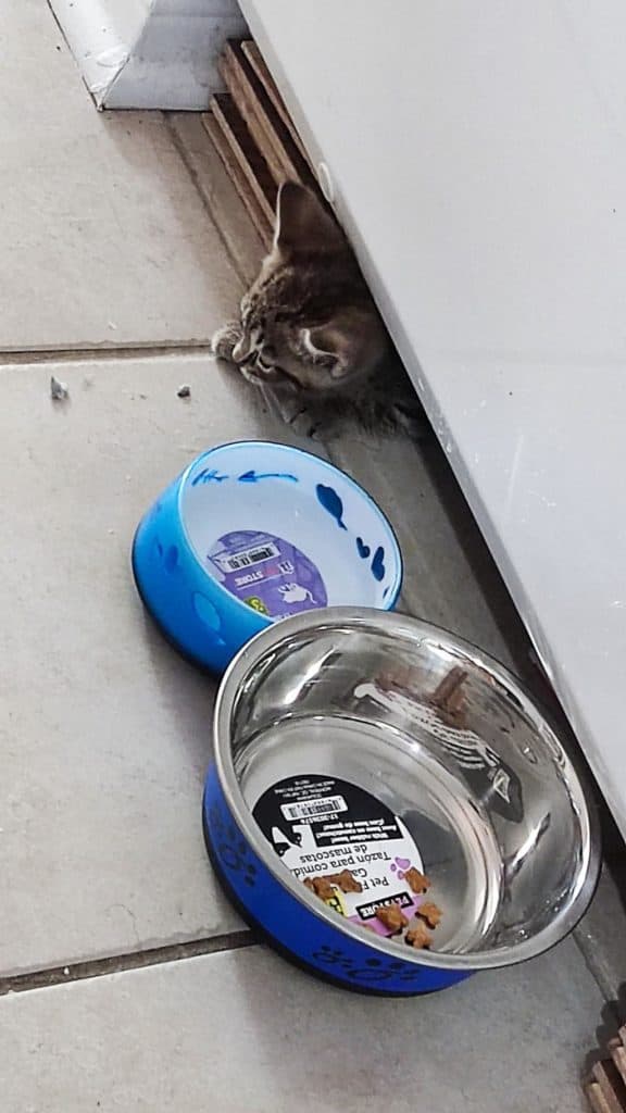 Kitten hiding being lured out with food