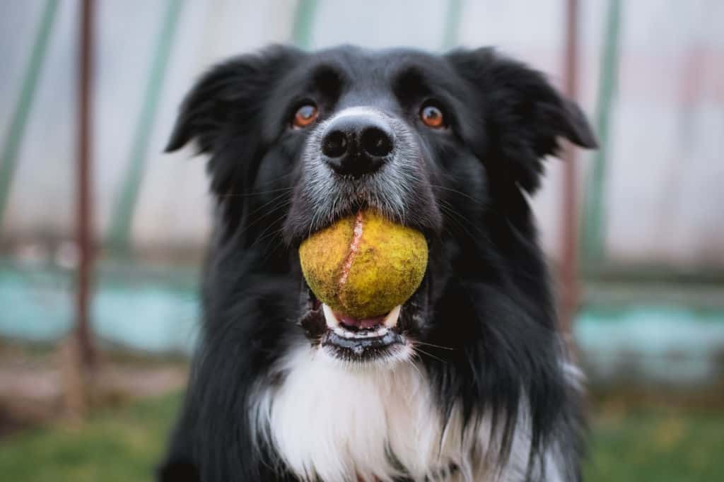 black and white dog with a tennis ball in his mouth