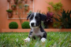 black and white puppy sitting on green grass