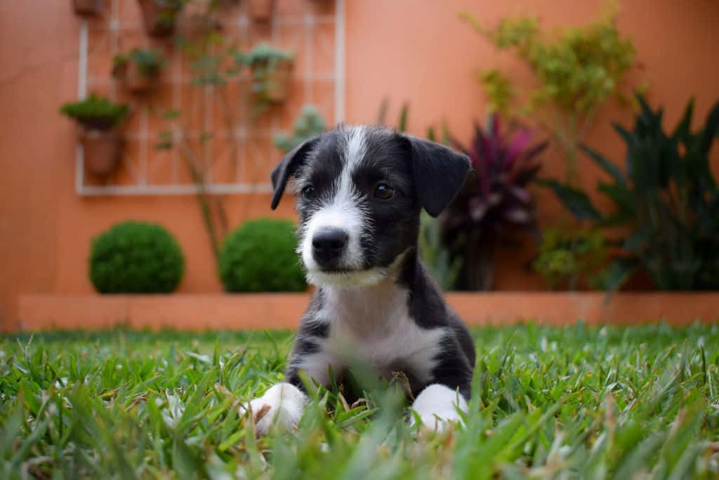 black and white puppy sitting on green grass