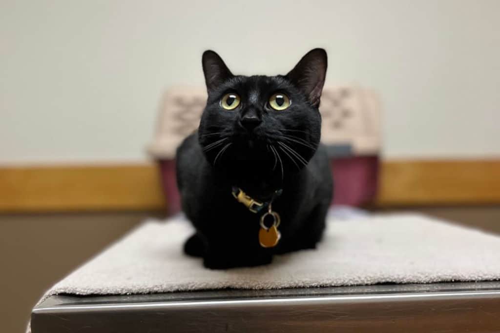 black cat sitting at the vet's table