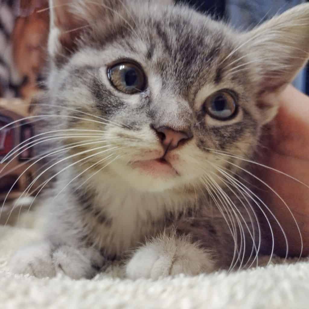 brown and gray healthy kitten being petted