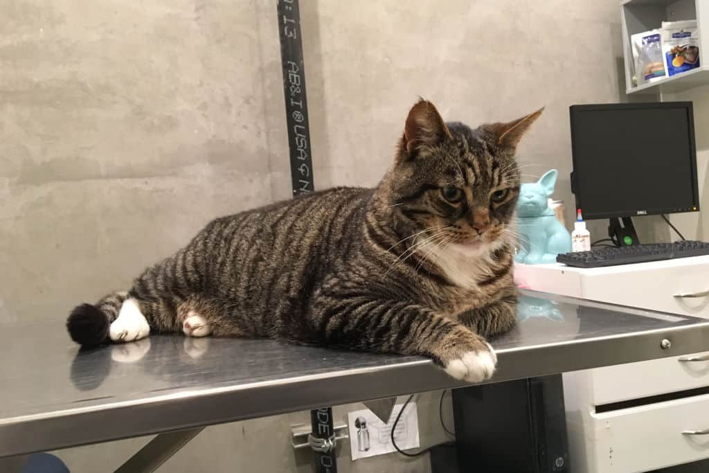 brown cat lying on the vet's table