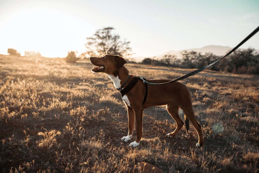 brown dog in a leash in nature