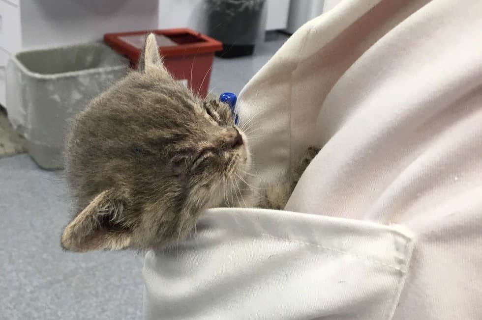 brown kitten sleeping in the vets pocket