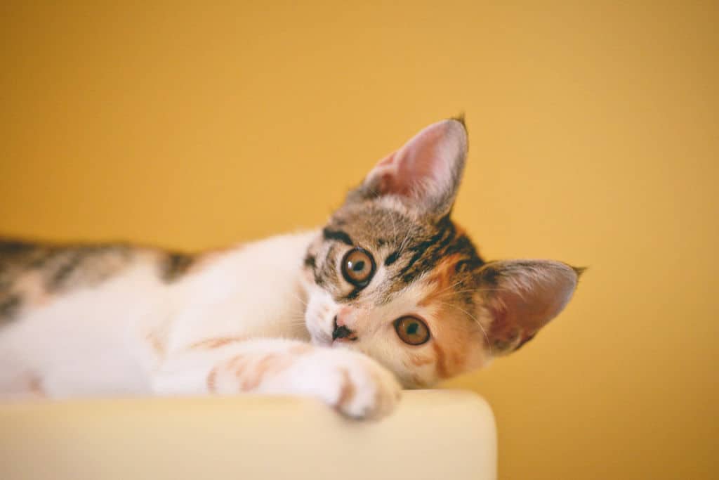 calico kitten lying on white bed