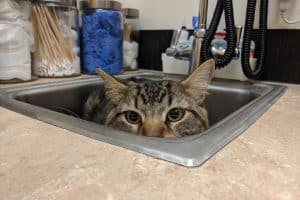 cat at the vet hiding in the sink