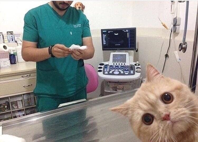 cat at the vet worried