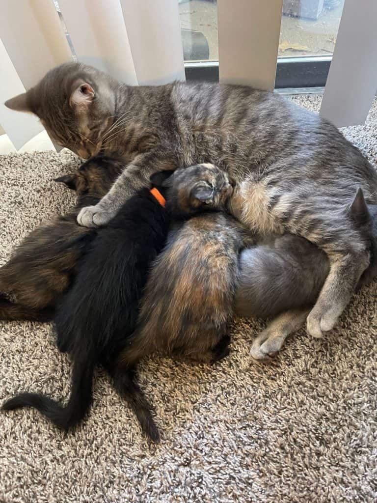 foster kittens trying to nurse on a male cat