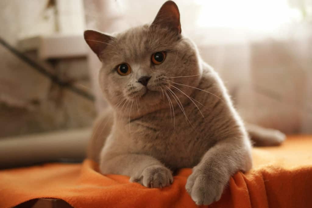 gray cat lying on orange blanket