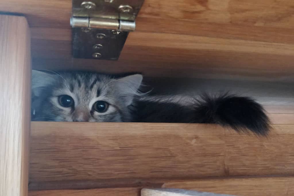 gray kitten hiding behind the shelves_683
