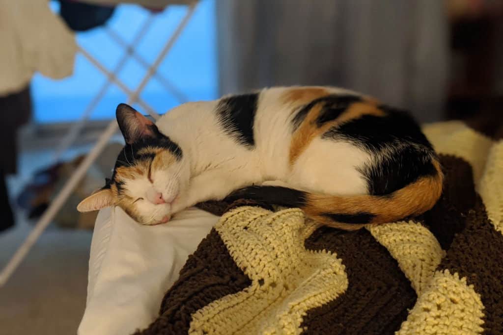 happy calico cat lying on soft rags