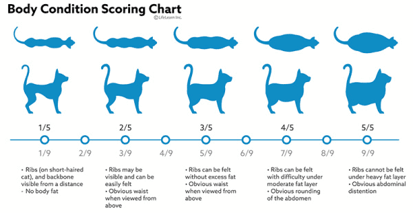 body condition scoring chart for cats