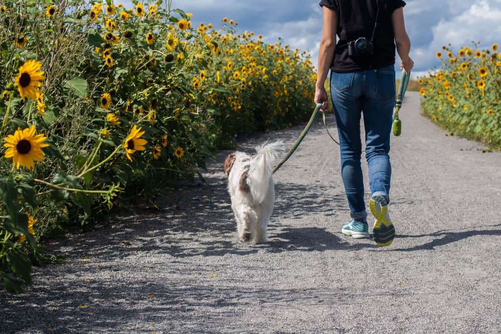 man walking a white dog on a leash near sunflowers