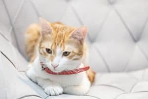 orange and white cat sitting on bed