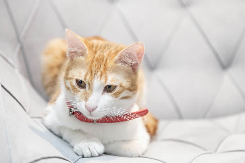 orange and white cat sitting on bed