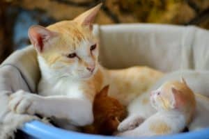 orange cat lying with male kittens