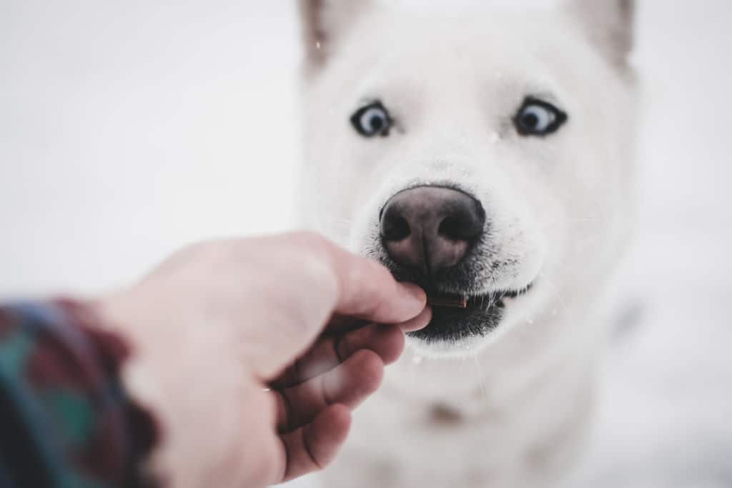 person giving a treat to white dog
