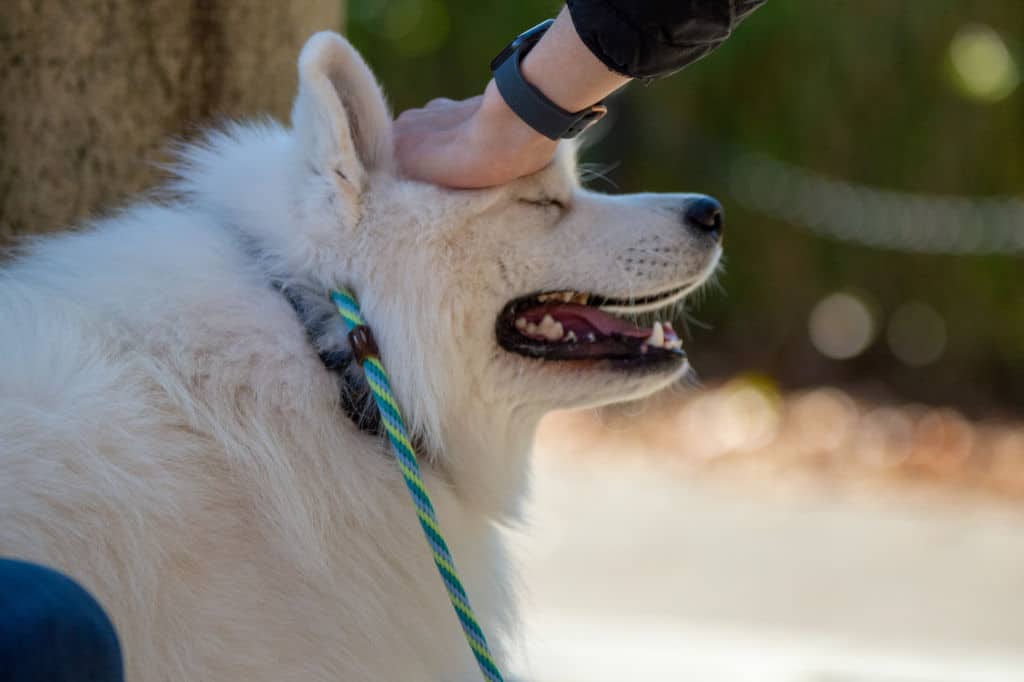 person petting a white dog