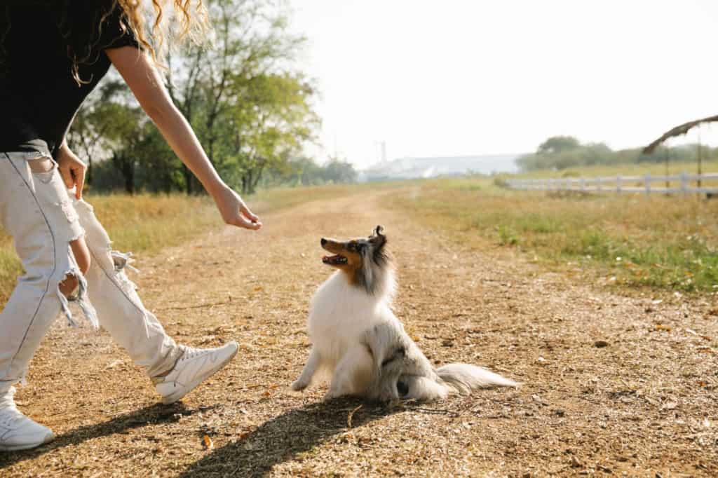 person training collie dog outside with treat