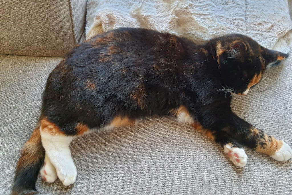 pregnant black calico cat lying on bed