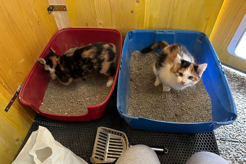 two cats using two litter boxes