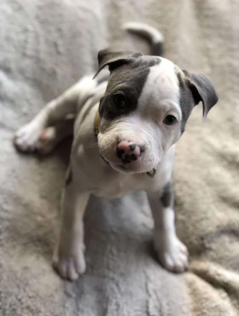 white and black pitbull puppy on the bed